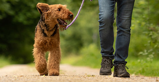 Prices for Dog Walking and Pet Visits in Leighton Buzzard